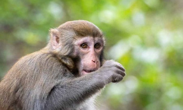 Șase maimuțe vaccinate anti-coronavirus au devenit imune la boală