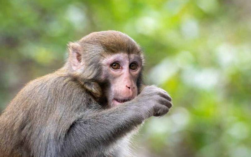 Șase maimuțe vaccinate anti-coronavirus au devenit imune la boală
