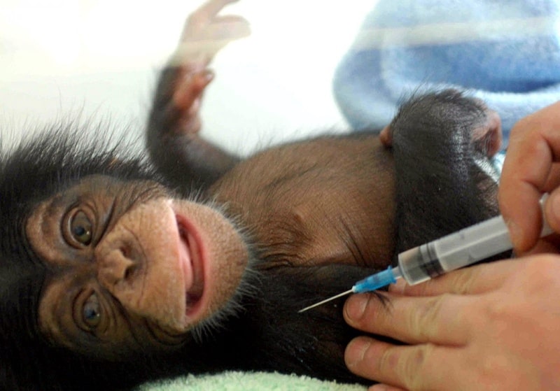Vaccinul anti-coronavirus care a dat rezultate pe maimuțe