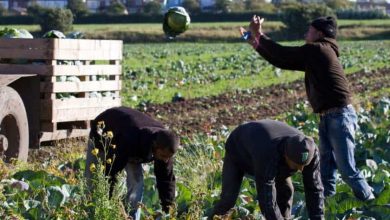 Italia dorește un acord cu România în privința muncitorilor sezonieri