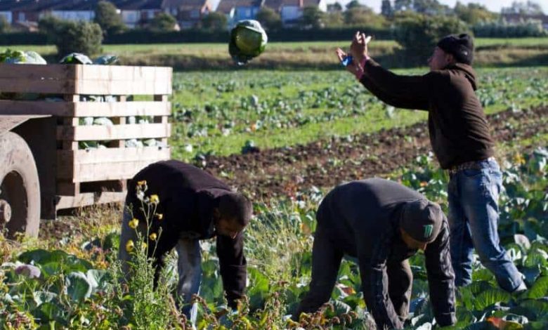 Italia dorește un acord cu România în privința muncitorilor sezonieri