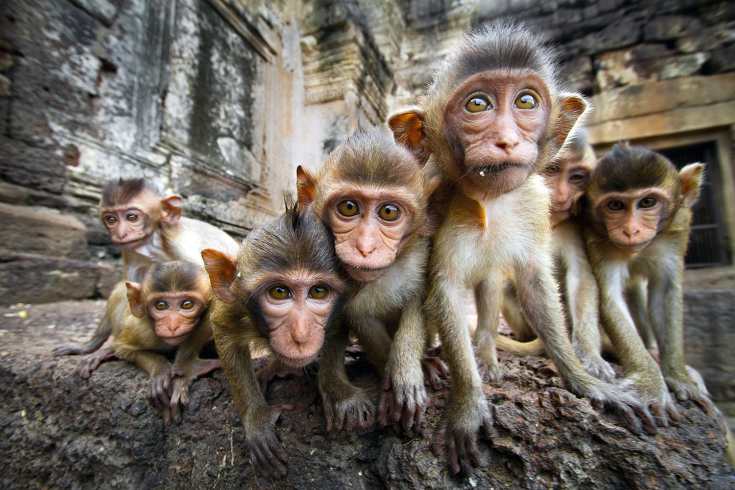 Maimuțele din India au furat probe de sânge ale pacienților infectați cu Covid-19