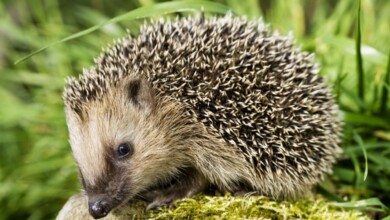 arici semnul lui dumnezeu